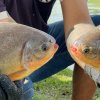 Prefeitura solta mais de 1 tonelada de peixes para Campeonato de Pesca